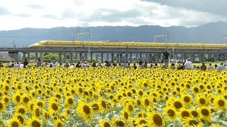 新幹線ドクターイエローとひまわり畑【2022.8.18】