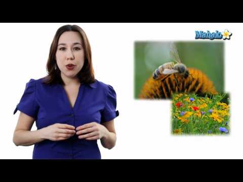 Learn Biology: Community Ecology- Interspecific Interactions