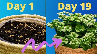 Growing FRESH Parsley From Seeds Plant Time Lapse (Indoor Gardening)