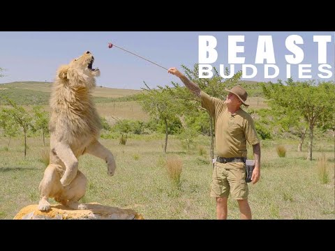 I Have 7 Lions & They've Tried To Eat Me | BEAST BUDDIES