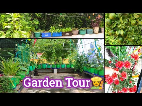 💥Maadi thottam tour🏡மாடித் தோட்டத்தை சுற்றிப் பார்க்கலாம் வாங்க👩‍🌾Terrace Garden tour🌱