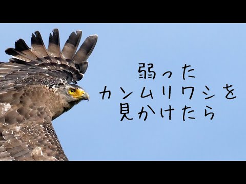 石垣島で怪我したカンムリワシを見つけたら