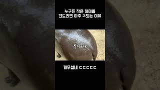 작은 하마를 건드리면 X되는 이유