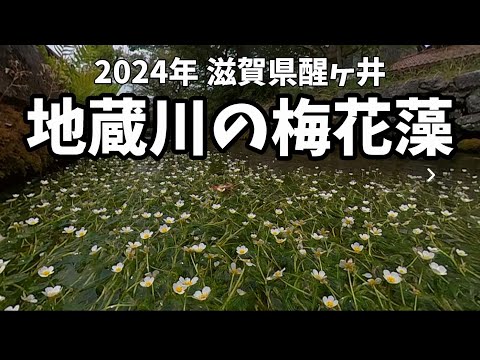 【梅花藻】滋賀県醒ヶ井の梅花藻と醒井宿散策