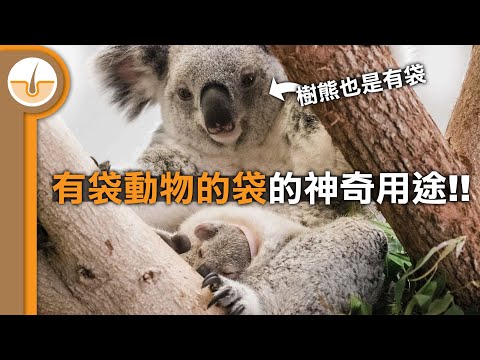 有袋動物的袋的神奇用途? 超獨特的生育模式! (繁體中文字幕)