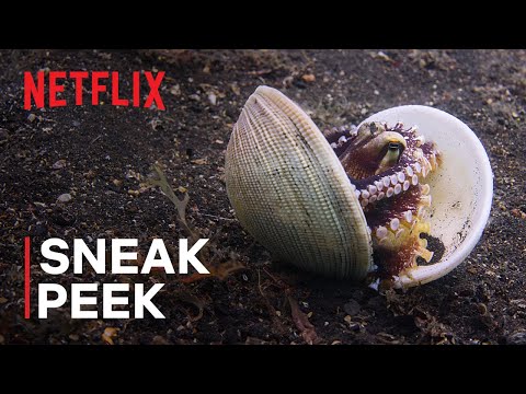 Our Oceans | Clever Octopus Shoots Fish | Sneak Peek | Netflix