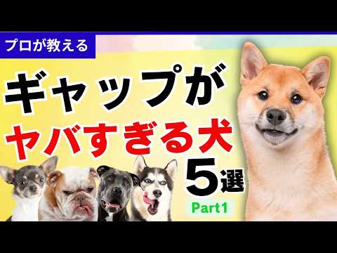 【ギャップ萌え】見た目と中身が違いすぎる犬５選、パート１