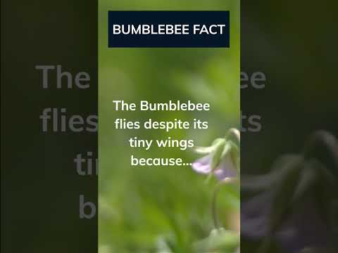 The Bumblebee: Small Wings, Big Dreams, and a Flight That Defies All Odds! #DefyingExpectations