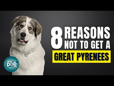 8 Reasons Why You Should Not Get a Great Pyrenees