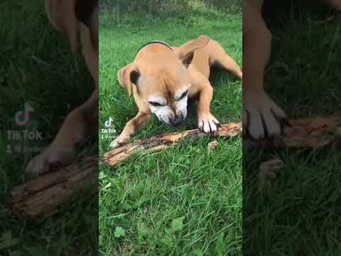 Staffy Found A Stick