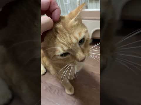 茶トラ「マックス」④。#保護猫