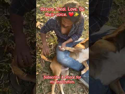 Heartwarming Street Dog Rescue: Love, Care, and Hope for Strays 🐾❤️ #streetdogrescue