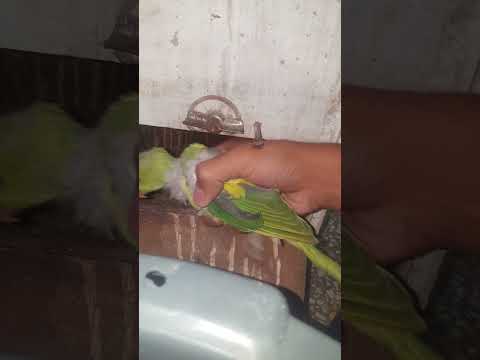 Taking out ringneck parrot chicks from the nest box #birds#parrot #parrot baby