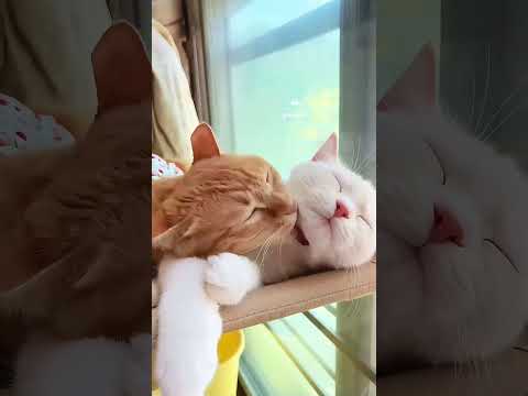 カメラに映る甘い瞬間Sweet Moments Captured on Camera#甘えん坊茶トラメスカップル会話暮らし動画#cutest cat couple happy time videos