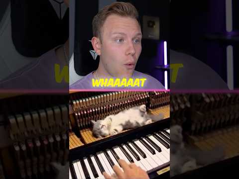 Kitten LOVES the Piano