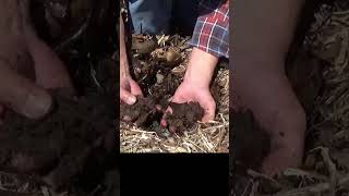 How to plant potatoes in the deep mulch #urbanfoodforest #garden #growyourownfood #homegardening