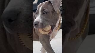 Real American PITBULL Puppy is SASSY 😂 #dog #pitbull #dogsofyoutube #shorts