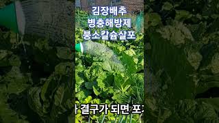 김장배추 병충해 방제와 붕소칼숨 엽면시비 #너에게만착해