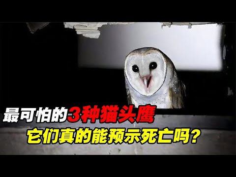 地球上最可怕的3种猫头鹰，“夜猫子进宅”真的能预示死亡吗？