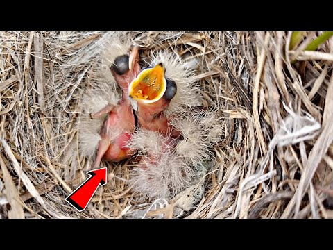 Young baby birds have small space to straight their bodies while ant attacked @BirdPlusNest