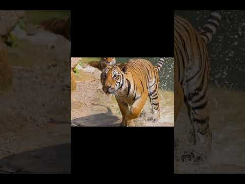 Details About Indochaines Tiger #truefacts #indochinestiger #tiger