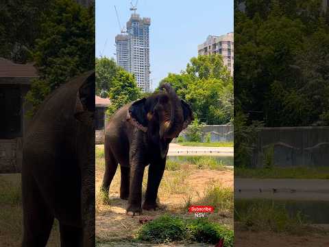 Giant elephant at Mumbai | veermata jijabai bhosale udyan and zoo #zoomumbaibyculla #youtubeshorts