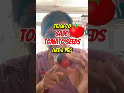 Still saving TOMATO SEEDS the OLD way? Do this instead!