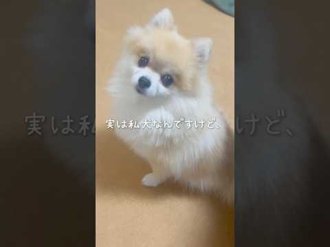 この動画のBGMが「オンリーワンダフル！」です🐾 【 実は私犬なんですけど〜 】#ひろゆきボイス #ひろゆきメーカー #犬 #いぬのきもち#shorts #ポメラニアン