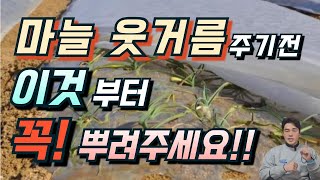 마늘추비 언제 어떻게 줄까? 횟수는?