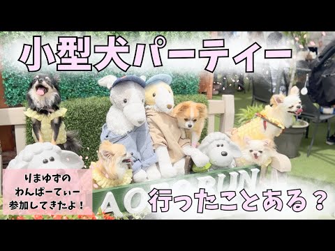 【愛犬イベント】りまゆずのわんぱーてぃー🐶✨〜初めての小型犬パーティー〜