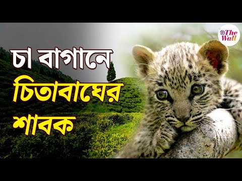 Siliguri Leopard | Bangla News | হাঁসখোওয়া চা বাগানের নালায় তিনটি শাবকের জন্ম দিল চিতাবাঘ