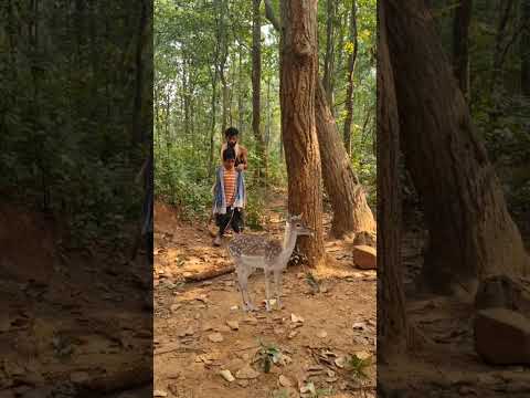 Open deer 🦌 #junglewildlife #wildlife #trend #animals #nature #vfxshorts #yiutubeviralshorts