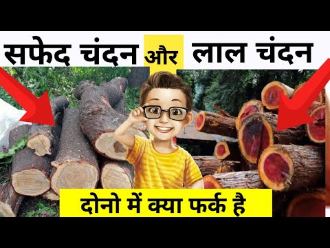 Difference Between Red and white sandle wood| लाल चंदन और सफेद चंदन में क्या फर्क है|#vikasonfacts