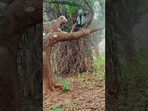 Leopard _ Attack #shortsfeed #viralshorts #shorts #ytshorts #india #leopard #ytshorts