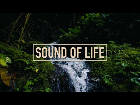 Sound of Life | WHO | Song for "Make Listening Safe" | Ricky Kej | Lonnie Park