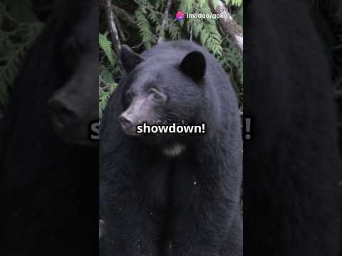 Bear vs Polar Bear: Who has the advantage? #shorts #bear #animals