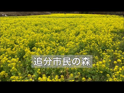 #菜の花畑　#追分市民の森　#1歳5ヶ月男の子