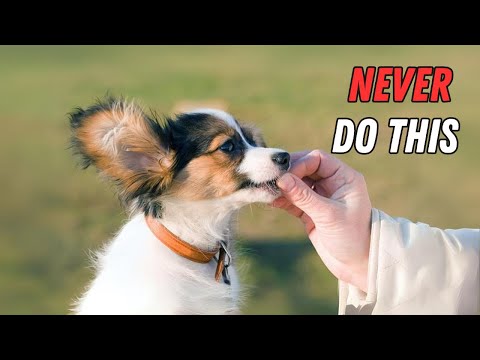 8 Things You Must NEVER Do To Your Papillon