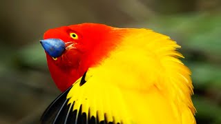 Fascinating Colours of the Animal Kingdom | BBC Earth