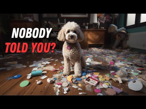 What NO ONE tells you about owning a Poodle