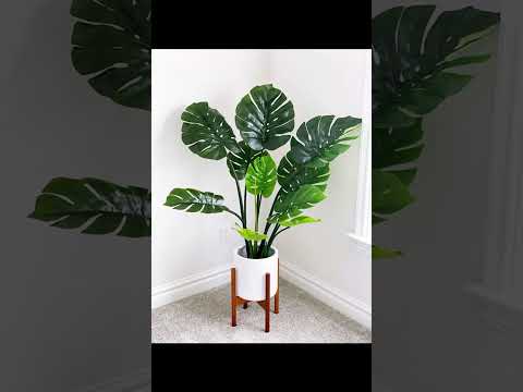 Plant Decor Ideas 2025 #shorts