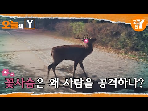 [선공개] 꽃사슴 ＂네가 왜 거기서 나와?＂ | 오늘의Y