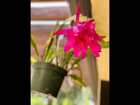 My Orchid Cactus (Epiphyllum) in Bloom 😀Shirley Bovshow (#shorts)