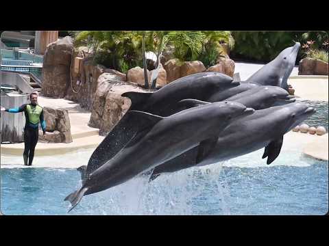 Dolphin Adventures (Full Show) - SeaWorld Orlando - July 14, 2024