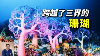 困擾了科學家們幾千年，為何只在月圓之夜交配？開啟了寒武紀生命大爆發的珊瑚【老肉雜談】#動物 #海洋生物 #珊瑚 #海洋 #coral