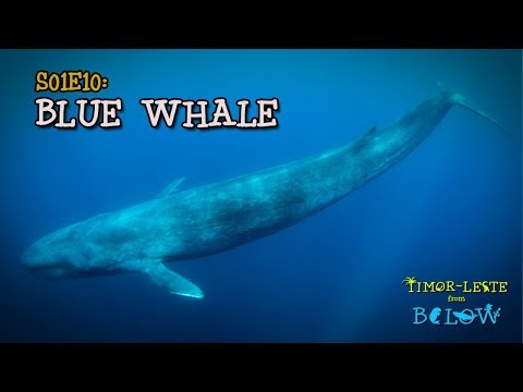 Blue Whale [4K] | Timor-Leste from Below (S01E10) | SZtv