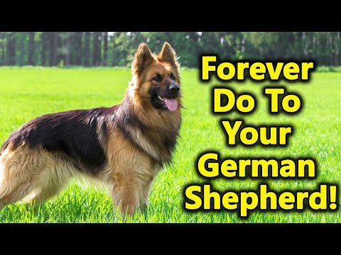 8 Things You Should Forever Do With A German Shepherd Dog