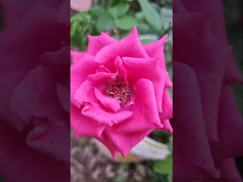 Beautiful rose flower 🌹 in garden (S-119) #shorts #youtubeshorts #rose #garden #flower