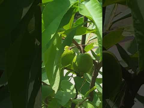 Guava Tree 🌳🌳#tree #guava #youtubeshort