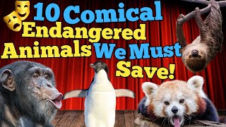 Top 10 Funniest Animals That Are Also Endangered – Let’s Keep Them Around!